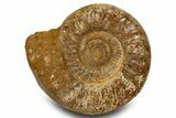 Polished Jurassic Ammonite (Kranosphinctes) - Madagascar #319501-1